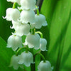 Lily of the Valley