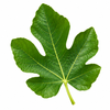 Fig Leaf