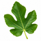 Fig Leaf