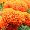 African Orange Flower