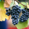 Grape