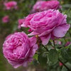 Damask Rose