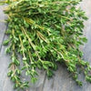 Thyme