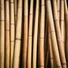 Bamboo