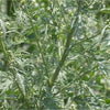 Artemisia