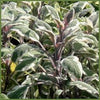 Sage