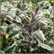Sage