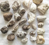 Ambergris