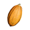 Cacao Pod