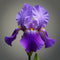  Iris