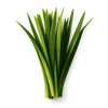 Haitian Vetiver