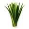 Haitian Vetiver