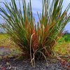 Vetiver