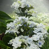 White Flowers