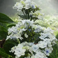 White Floral