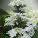 White Floral